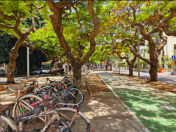 Rothschild Boulevard & the White City
