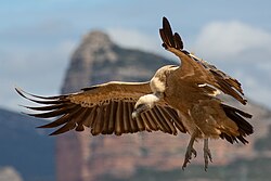 The vulture lookout