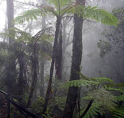 Riverside jungle path